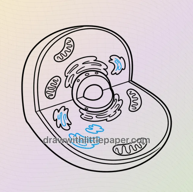 Animal cell diagram, selected drawing stage 6 of 9, with source guide lines