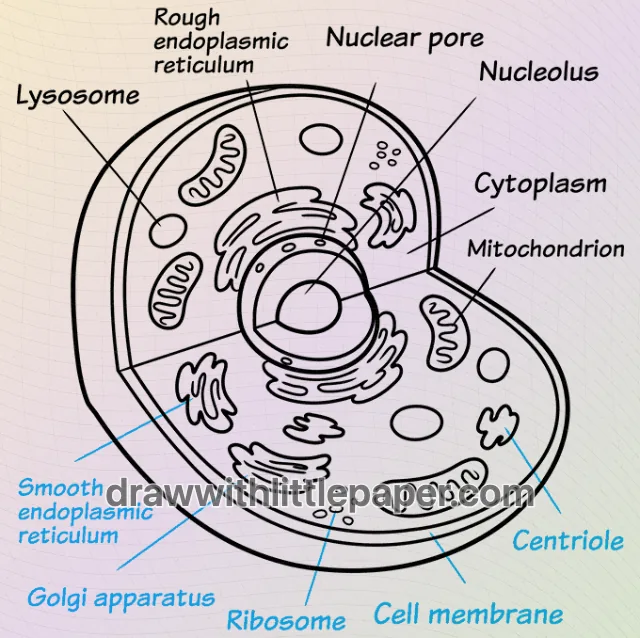 Complete animal cell diagram outline showing interior shapes and label spacing