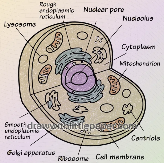 Colored animal cell diagram with warm yellow, lavender, warm orange, green crayon texture